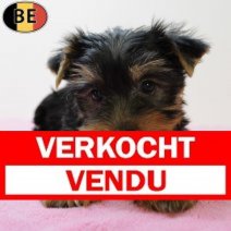 Yorkshire Terrier 060625 F(BE6813) 030825 Verkocht - Vendu.jpg