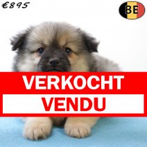 Kees 020625 M(BE6686) 030825 verkocht - vendu.jpg
