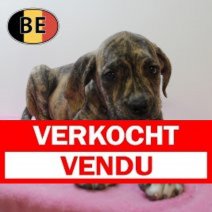 Boerboel 150525 F (BE6809)160725. Verkocht - Vendu.jpg