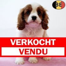 Cavalier King Charles 140625 F(BE1761). Verkocht - Vendu.jpg