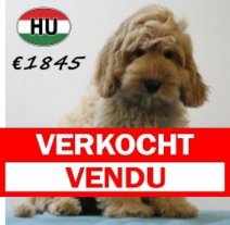 Cockapoo 070425 M (HU3248) 300725. Verkocht - Vendu.jpg