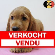 Engelse Cocker 050625 F(BE4506) 080825. Verkocht - Vendu.jpg