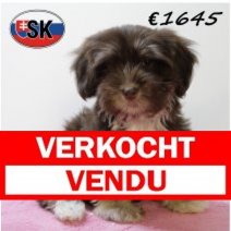 Havanezer 310325 F (SK6022) 290725. Verkocht - Vendu.jpg