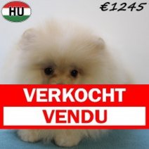 Pomeriaan 050425 M (HU3227) 300725. Verkocht - Vendu.jpg