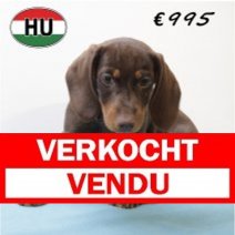 Teckel 020425 M (HU3247) 300725.. Verkocht - Vendu.jpg