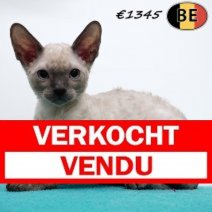 Cornish Rex 200425 M(BE6757) 060725 Verkocht - Vendu.jpg