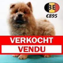 Chow Chow M 010525 (BE4598) 090725 Verkocht - Vendu.jpg