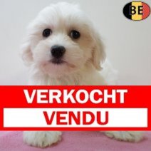 Maltezer 230525 F(BE7022) 030825 Verkocht - Vendu.jpg