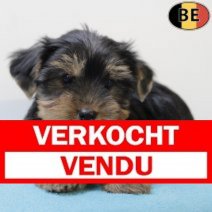 Yorkshire Terrier 060625 M(BE6804) 030825 Verkocht - Vendu.jpg