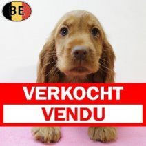 Engelse Cocker 050625 F(BE1695) 080825 Verkocht - Vendu.jpg