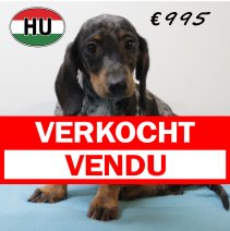 Teckel 020425 M (HU3245) 300725 verkocht - vendu.jpg