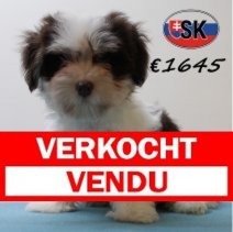 Havanezer 310325 M (SK6029) 290725 Verkocht - Vendu.jpg