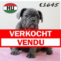 Franse Bulldog 140425 F (HU3284) 300725 verkocht - vendu.jpg