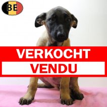 Mechelaar 050625 F(BE6824) 080825 verkocht - vendu.jpg