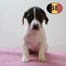 Jack Russell 25062025 F (BE6864) 20082025.JPG