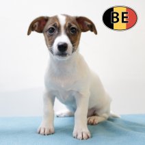 Jack Russell 25062025 F (BE6868) 20082025.JPG