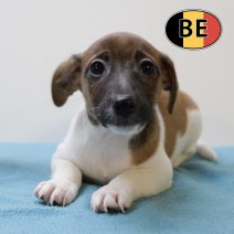 Jack Russell 25062025 F (BE6941) 20082025.JPG