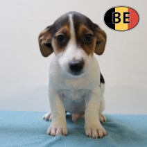 Jack Russell 25062025 F (BE6942) 20082025.JPG