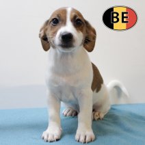 Jack Russell 25062025 F (BE6945) 20082025.JPG