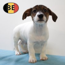 Jack Russell 25062025 F (BE6946) 20082025.JPG