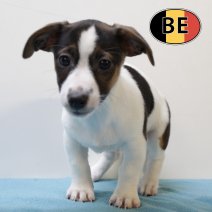 Jack Russell 25062025 F (BE6949) 20082025.JPG
