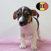 Jack Russell 25062025 F (BE6950) 20082025.JPG