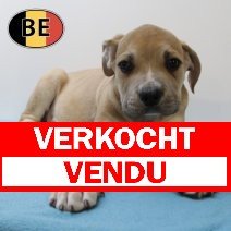 Boerboel 150525 M (BE6805)160725 verkocht - vendu.jpg