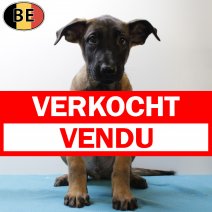 Mechelaar 050625 M(BE6955) 080825 verkocht - vendu.jpg