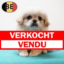 Pekingees M 090525 (BE5294) 090725 verkocht - vendu.jpg