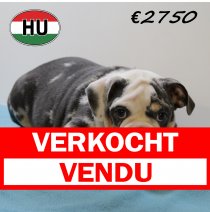 Engelse Bulldog 040425 M (HU3216) 300725 verkocht - vendu.jpg