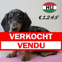 Teckel 060425 F (HU3244) 300725 verkocht - vendu.jpg