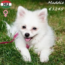 Kees maddie 280225 F(HU1266) 200825.jpg
