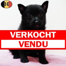 Schipperke 150525 F(BE6570) 110725 verkocht - vendu.jpg
