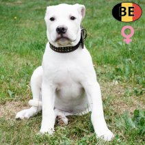 Boerboel 150525 F(BE6801) 230825.jpg