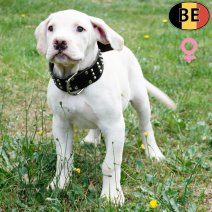 Boerboel 150525 F(BE6798) 230825.jpg