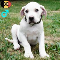 Boerboel 150525 M(BE6818) 230825.jpg