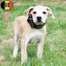 Boerboel 150525 F(BE6829) 230825.jpg