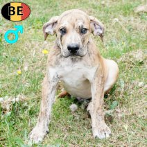 Boerboel 150525 M(BE6810) 230825.jpg