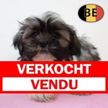 Shih Tzu 020625 F (BE6935) 130825 Verkocht - Vendu.jpg