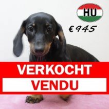 Teckel 020425 V (HU3243) 300725 Verkocht - Vendu.jpg