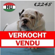 Engelse Bulldog 040425 M (HU3213) 300725 Verkocht - Vendu.jpg