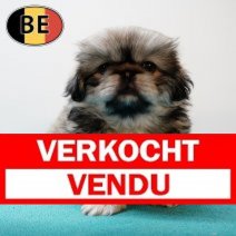 Pekingees M 090525 (BE5176) 090725 Verkocht - Vendu.jpg