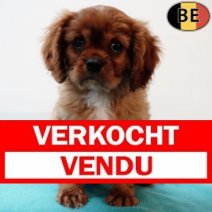 Cavalier King Charles 140625 M(BE4799) 140825 Verkocht - Vendu.jpg