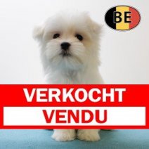 Maltezer M 240425 (BE6432) 040725 Verkocht - Vendu.jpg