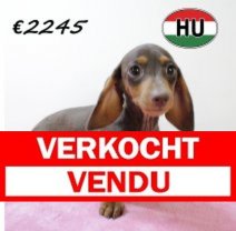 Teckel 060425 F (HU3266) 300725 Verkocht - Vendu.jpg
