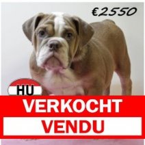 Engelse Bulldog 050425 F (HU3220) 300725 Verkocht - Vendu.jpg