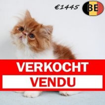 Exotic Longhair 010525 M(BE6987) 250725 Verkocht - Vendu.jpg