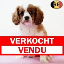 Cavalier King Charles 140625 F(BE1395) 140825 Verkocht - Vendu.jpg
