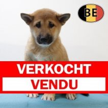 Shiba Inu 120625 M (BE6747) 130825 Verkocht - Vendu.jpg