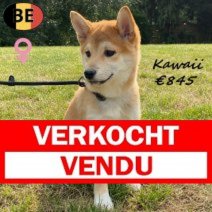 Shiba Inu Kawaii 210325 F(BE6654) 110725 Verkocht - Vendu.jpg